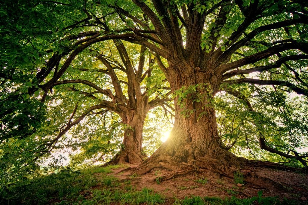 two-brown-trees-1632790 Sunlight filters through the branches of towering oak trees in a serene forest setting.